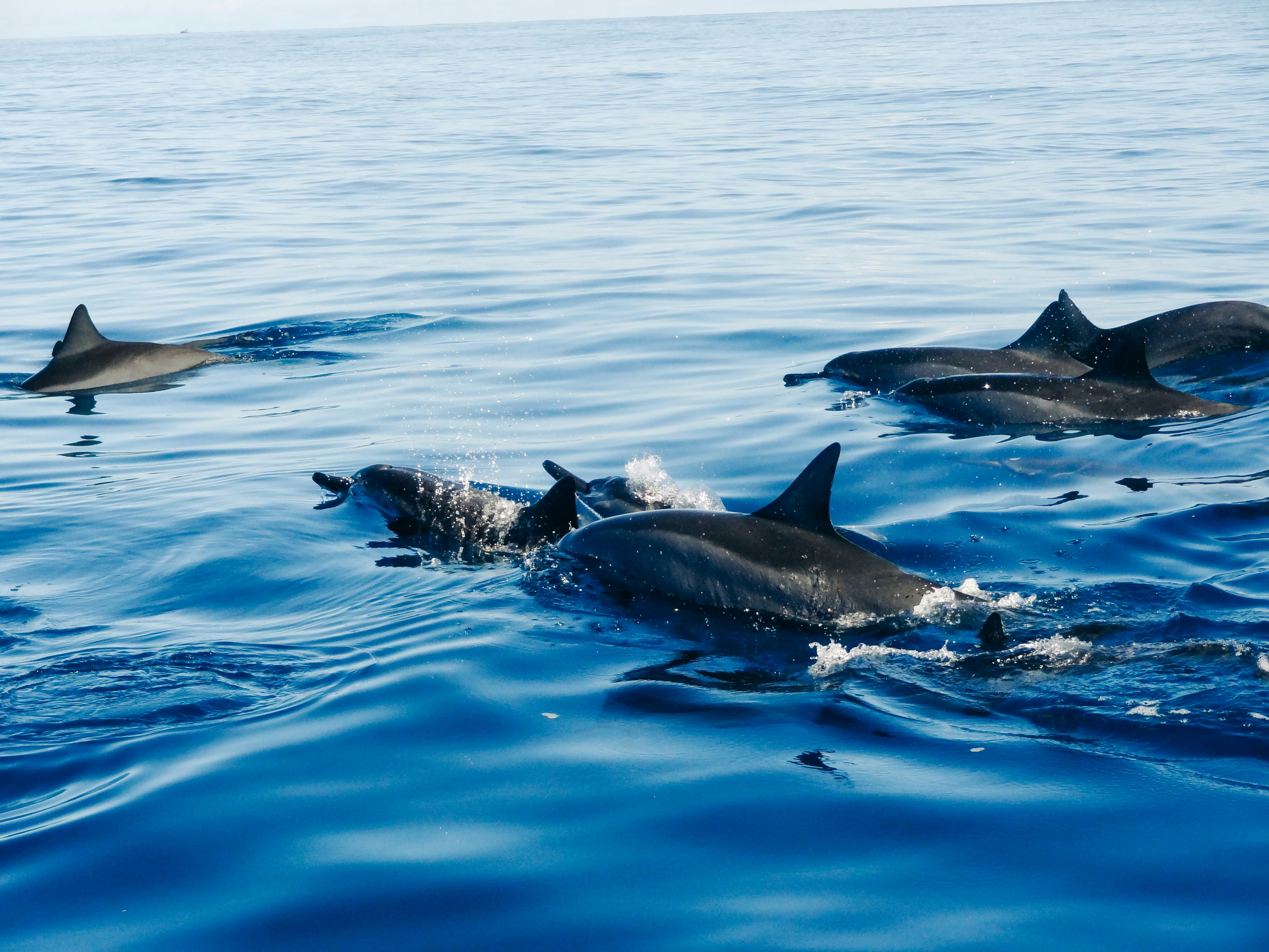 pod of whales